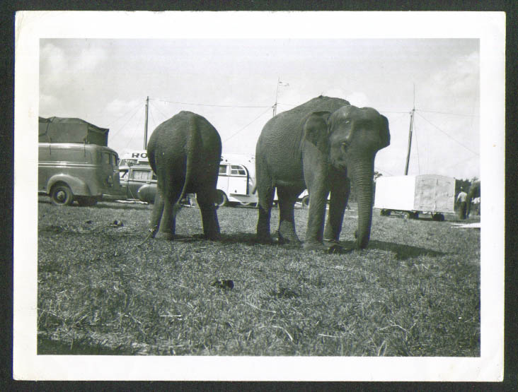 Image for Elephants Rogers Bros circus snapshot Orlando 4/4/52