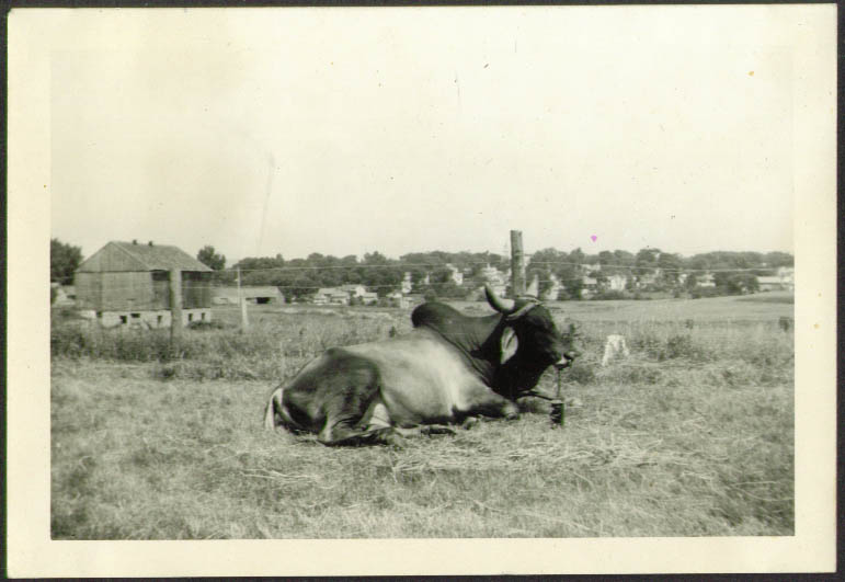 Image for Trainers Keller's Animal Act circus snapshot 1953