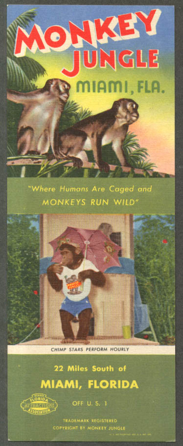 Image for Monkey Jungle Miami FL card Where Humans Are Caged & Monkeys Run Wild 1950s