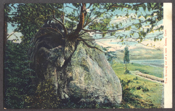 Image for Tree growing out of rock at Essex CT postcard 1910s