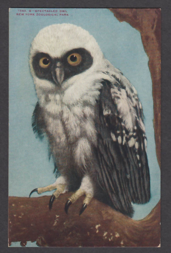 Image for Spectacled Owl New York Zoological Park postcard 1920s