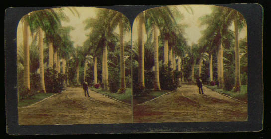 Image for Avenue Royal Palms Honolulu Hawaii 1900 stereoview