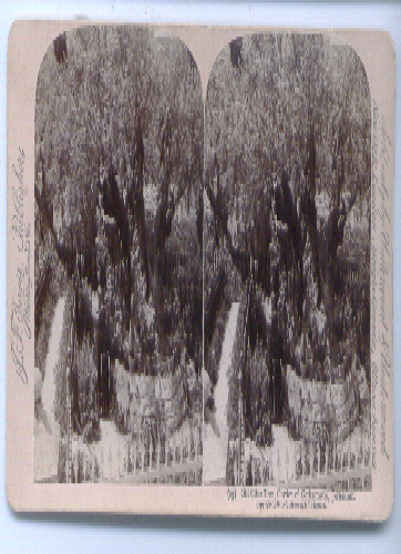 Image for Garden Gethsemane Jerusalem stereoview 1896
