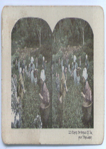 Image for Picking Uji Tea Tokyo color stereoview 1900s